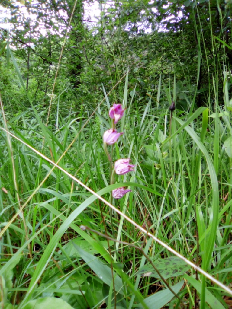 Orchidee  am Wegesrand 