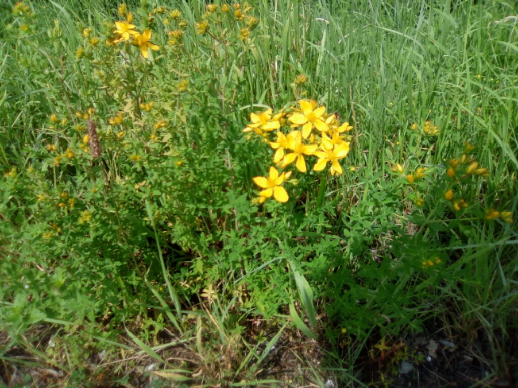 Johanniskraut Hypericum Perforatum