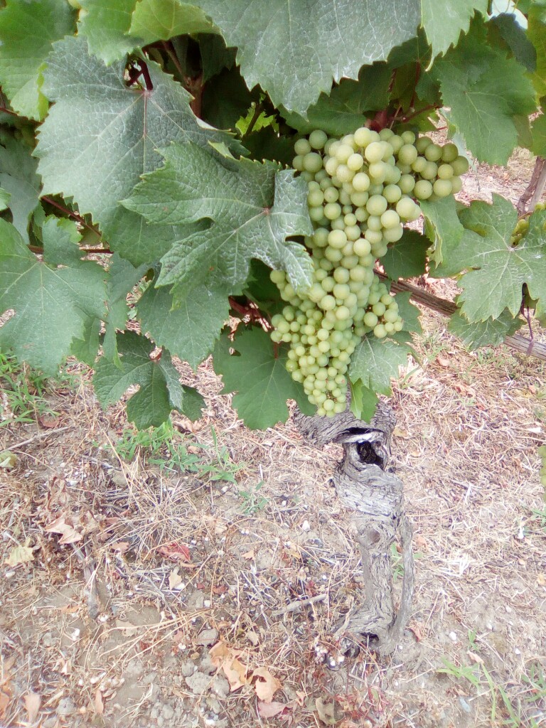 Weinrebe Périgord 