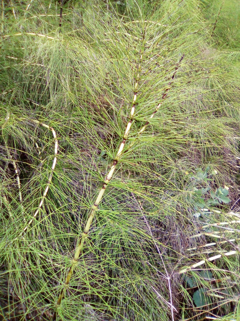 Schachtelhalm Equisetum arvense