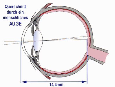 QUERSCHNITT DES MENSCHLICHEN AUGES